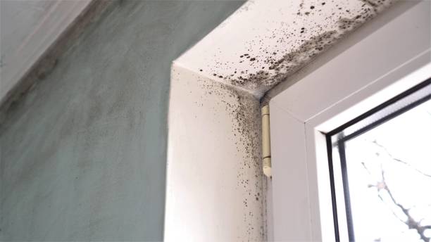 Best Toxic Mold Removal  in Lake Goodwin, WA