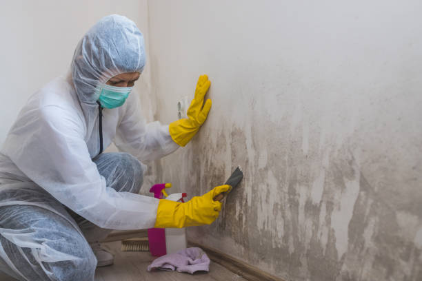 Attic Mold Removal in Lake Goodwin, WA