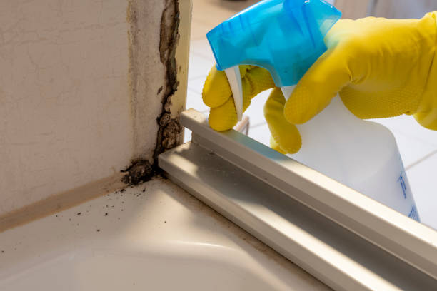 Mold Removal Process in Lake Goodwin, WA