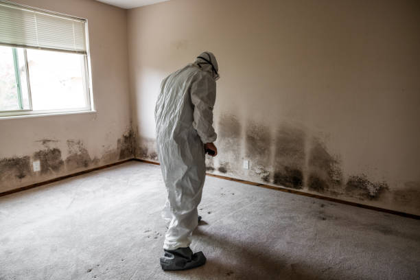 Best Fast Mold Removal  in Lake Goodwin, WA