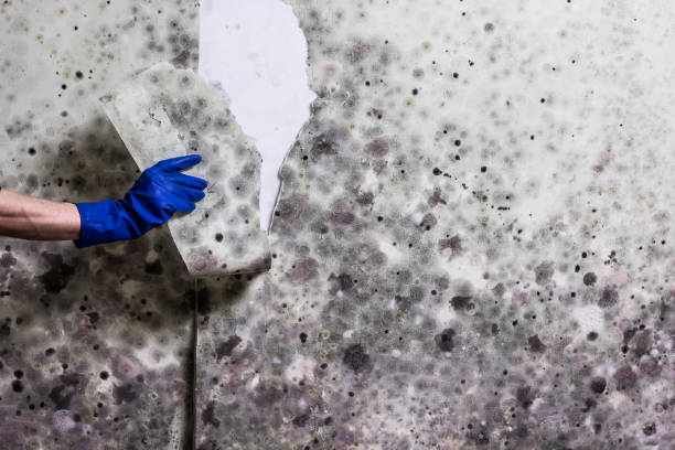 Best Home Mold Removal  in Lake Goodwin, WA
