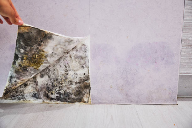 Best Water Damage Restoration  in Lake Goodwin, WA